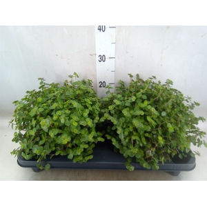 Callisia repens