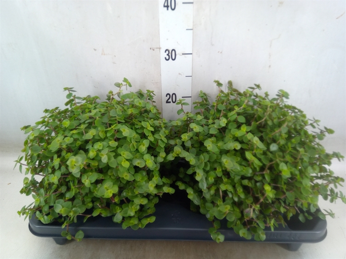 <h4>Callisia repens</h4>