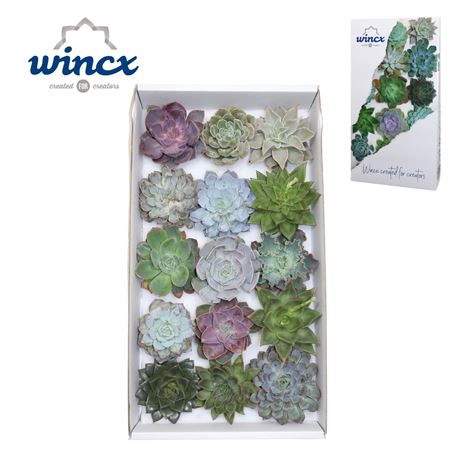 Echeveria Mix (wincx) Cutfl (15spc.) Wincx-10cm
