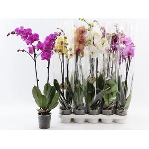 PHAL GEM 8 KL