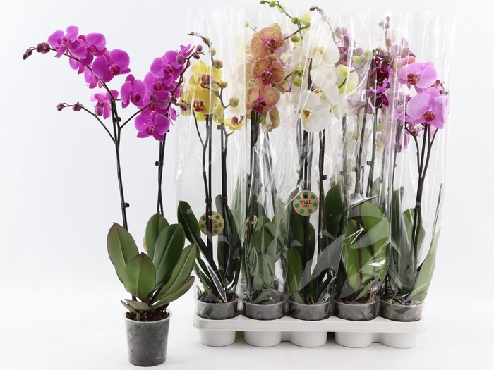 <h4>PHAL GEM 8 KL</h4>