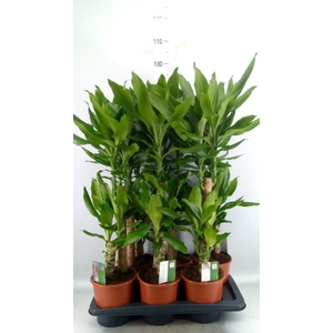 Dracaena frag. 'Steudneri'