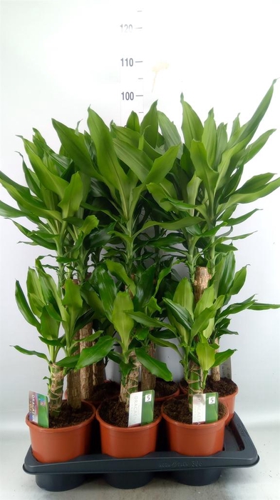 <h4>Dracaena frag. 'Steudneri'</h4>