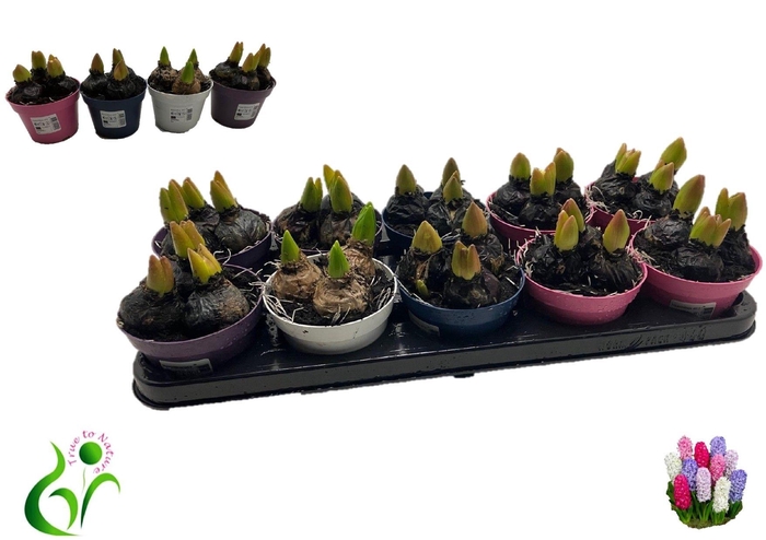 <h4>HYACIN GEM 4 KL</h4>