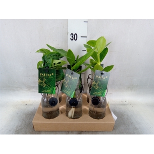 Planten  ..mix