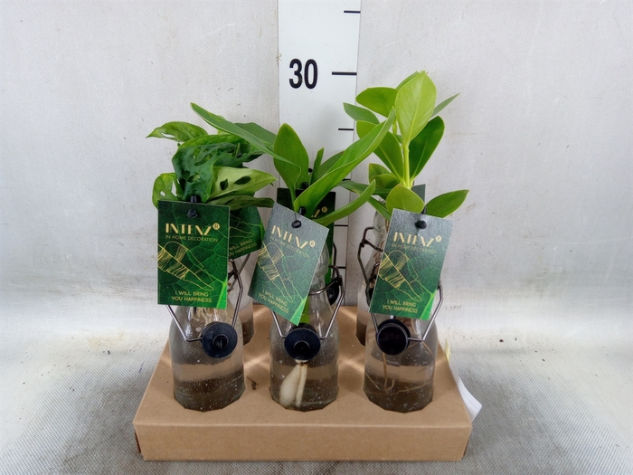 <h4>Planten  ..mix</h4>