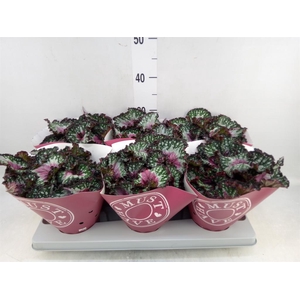 Begonia BD 'Purple Blush'