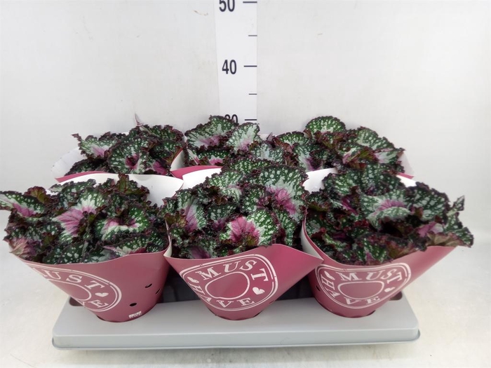 <h4>Begonia BD 'Purple Blush'</h4>