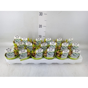 Ornithogalum balansae