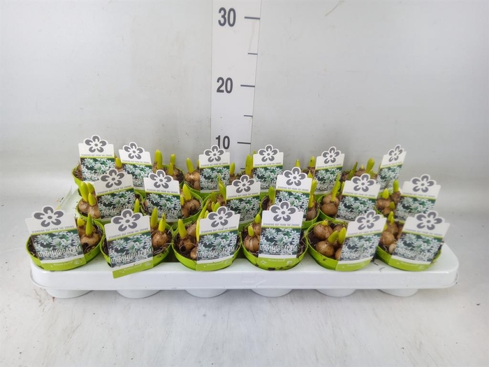 <h4>Ornithogalum balansae</h4>