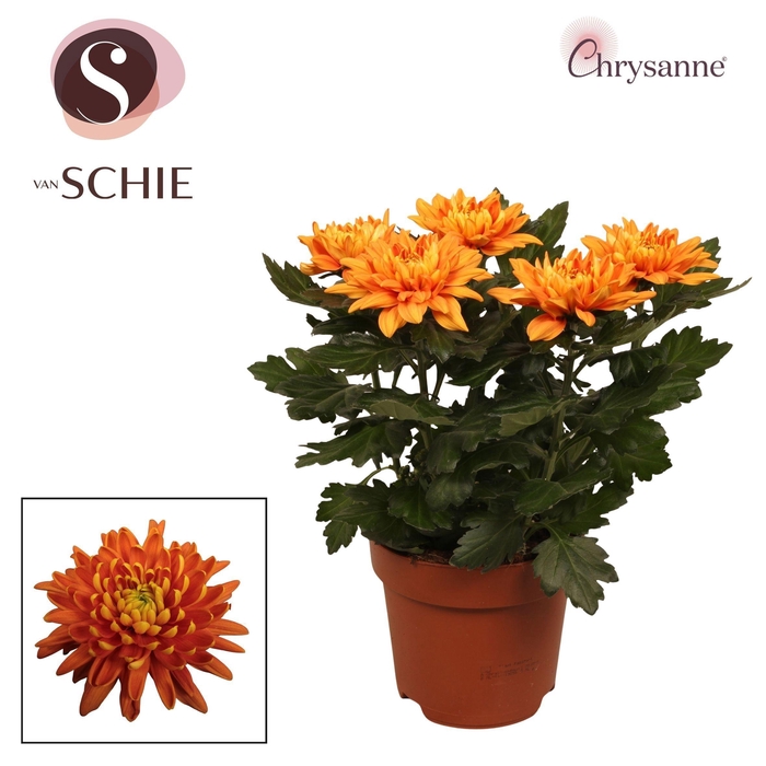 <h4>Chrys Zembla Next Orange P17</h4>