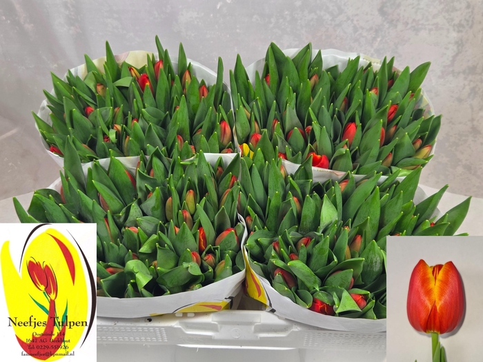 <h4>TU EN ESTA BONITA</h4>