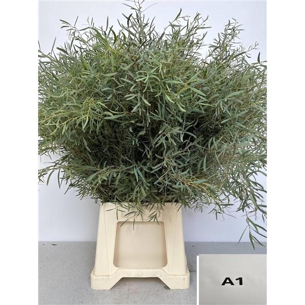 <h4>EUC NICHOLII PB</h4>