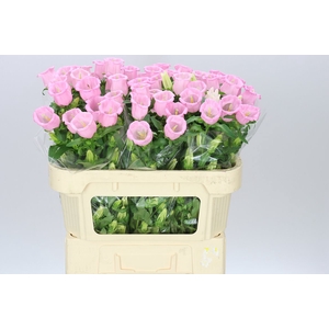 Campanula M Champ Pear Pink