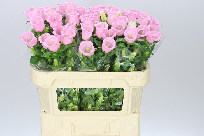 <h4>Campanula M Champ Pear Pink</h4>