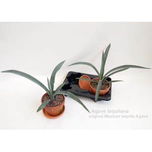 Agave overig Macroacantha
