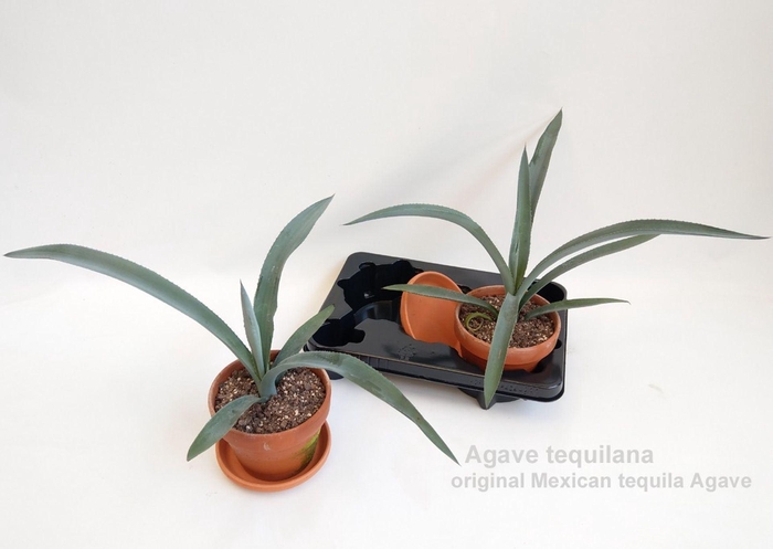 <h4>Agave overig Macroacantha</h4>