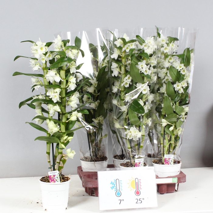 <h4>DENDR N SC APOLLON</h4>