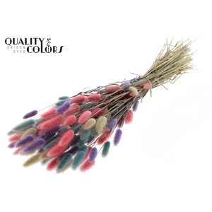 Lagurus Premium per bunch Colourful 1