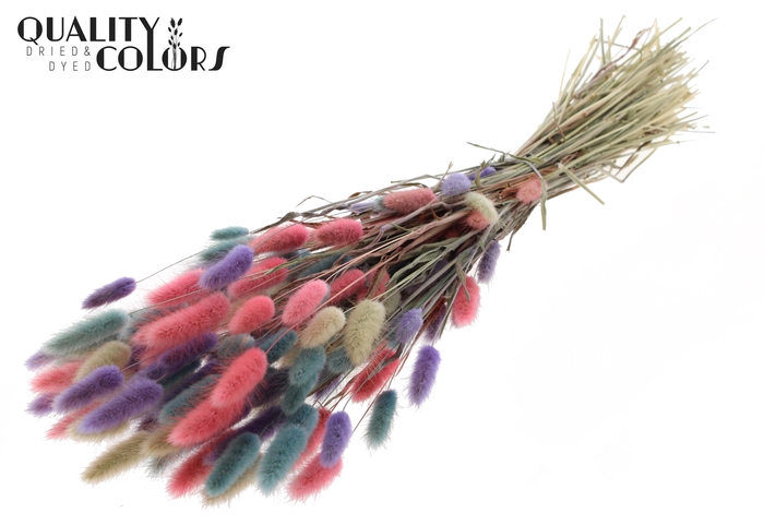 Lagurus Premium per bunch Colourful 1