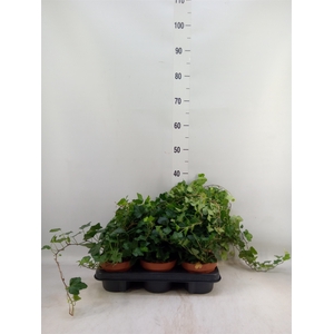 Hedera helix 'Wonder'