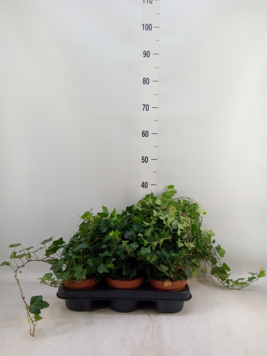 <h4>Hedera helix 'Wonder'</h4>