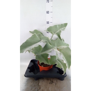 Kalanchoe NF beharensis