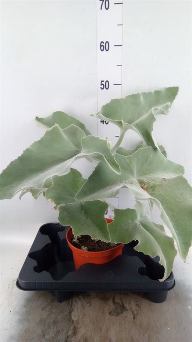 <h4>Kalanchoe NF beharensis</h4>