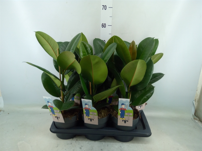 <h4>Ficus elastica 'Robusta'</h4>