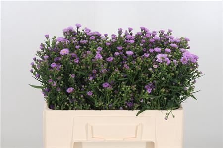 <h4>ASTER PAINTED LADY</h4>