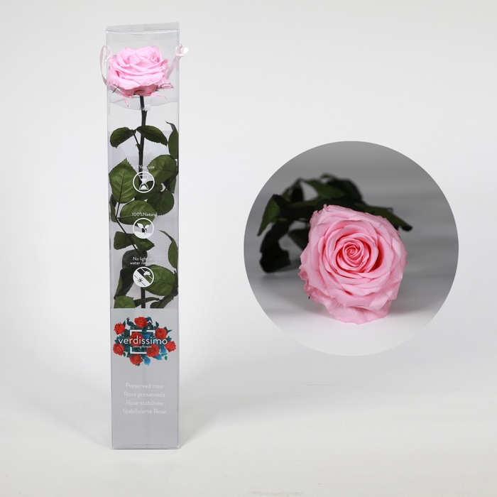 <h4>Roos op steel xl Plexi 55cm Pastel pink</h4>