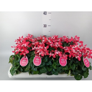 Cyclamen KL 'Djix'