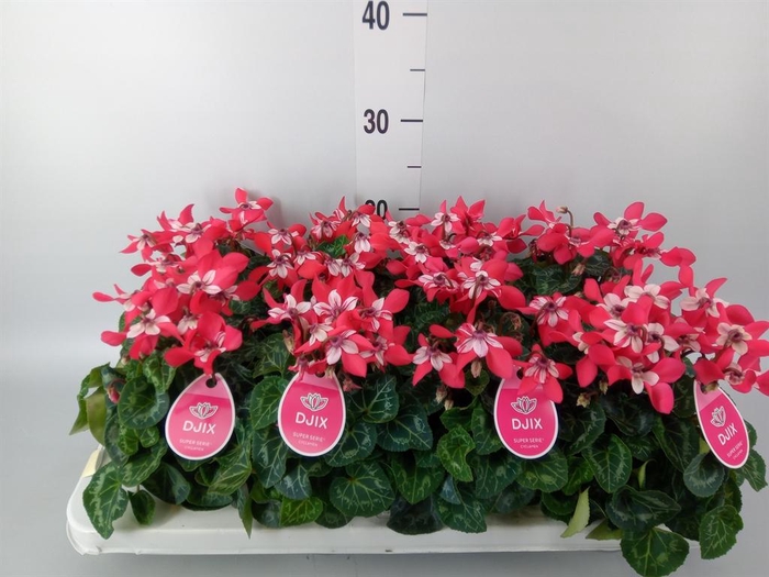 <h4>Cyclamen KL 'Djix'</h4>