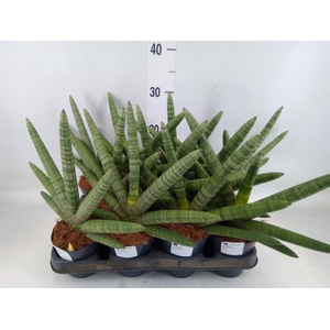 Sansevieria cyl.  ...