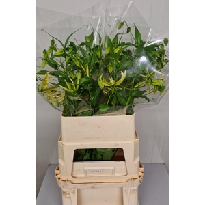 GLORIOSA SP STRIPE