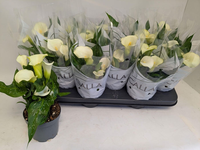 <h4>ZANT CAPT FRESCO</h4>