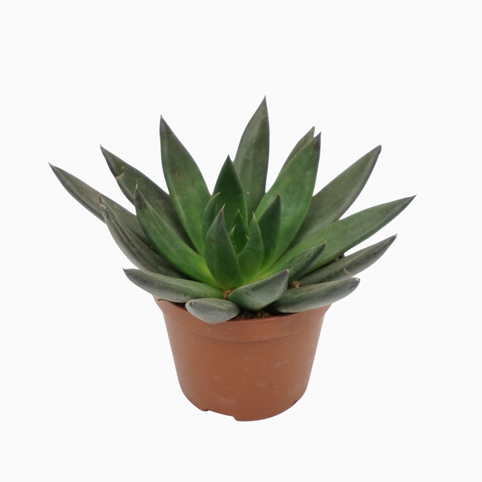 <h4>Echeveria affinis</h4>