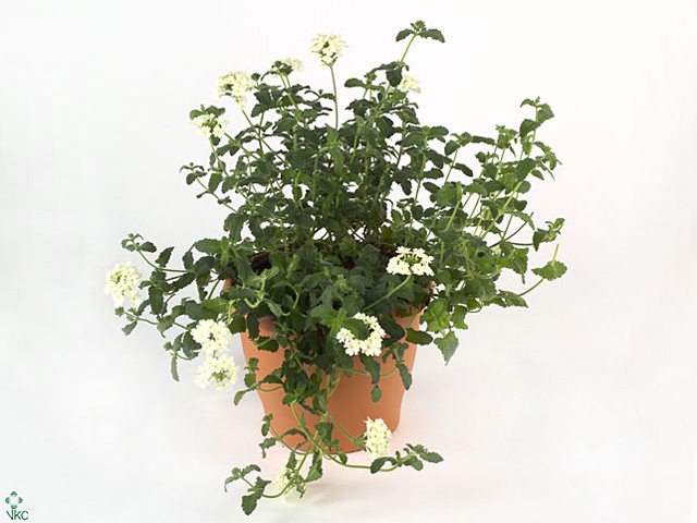 VERBE LASCAR WHITE