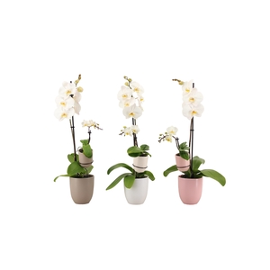 Hugo Hotel Mix Phal Wit 1T+ Tiny Dolls 1T