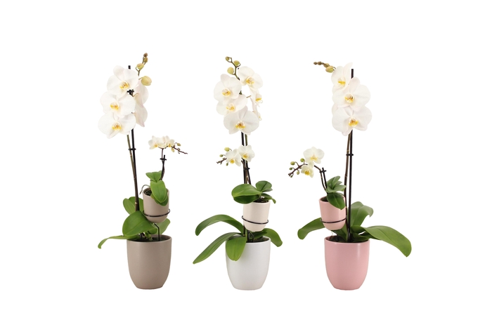 <h4>Hugo Hotel Mix Phal Wit 1T+ Tiny Dolls 1T</h4>