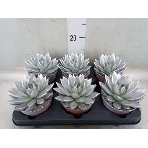 Echeveria  'Miranda'