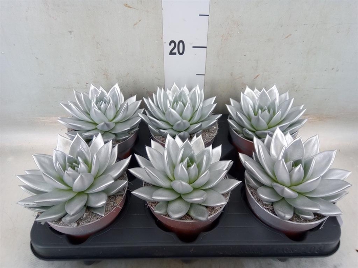 <h4>Echeveria  'Miranda'</h4>