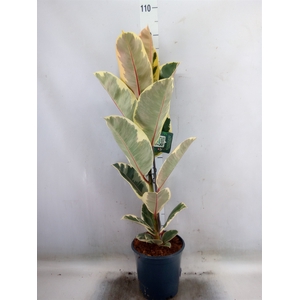 Ficus elastica 'Tineke'