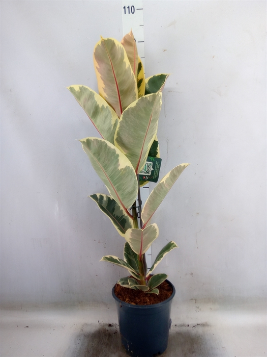 <h4>Ficus elastica 'Tineke'</h4>