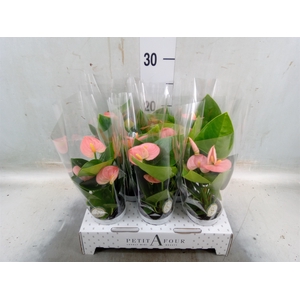 Anthurium andr. 'Spirit'