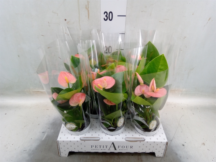 <h4>Anthurium andr. 'Spirit'</h4>