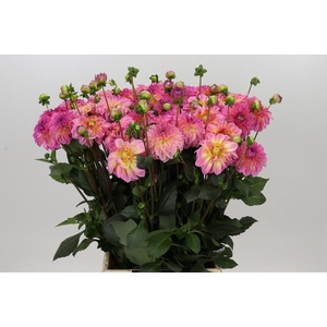 Dahlia Esli