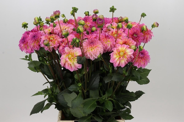 <h4>Dahlia Esli</h4>