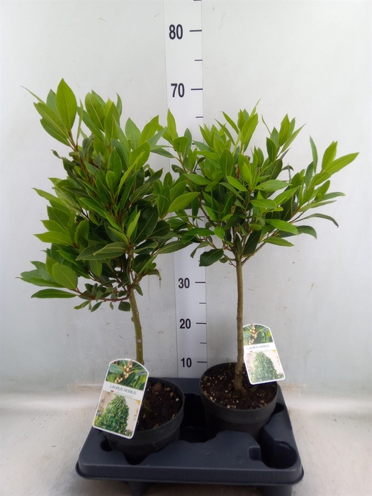 <h4>Laurus nobilis</h4>