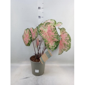 Caladium   ...